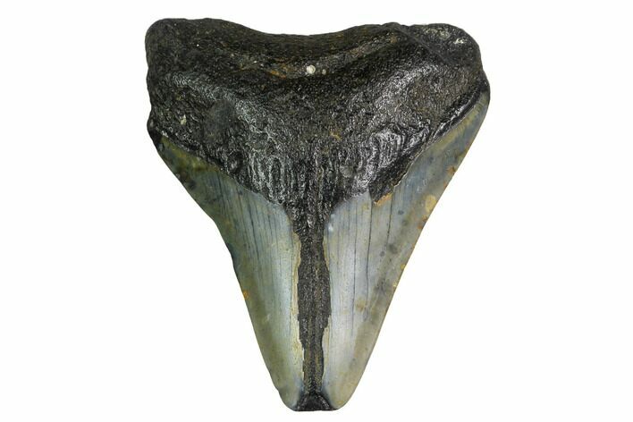 Bargain, Megalodon Tooth - North Carolina #152819